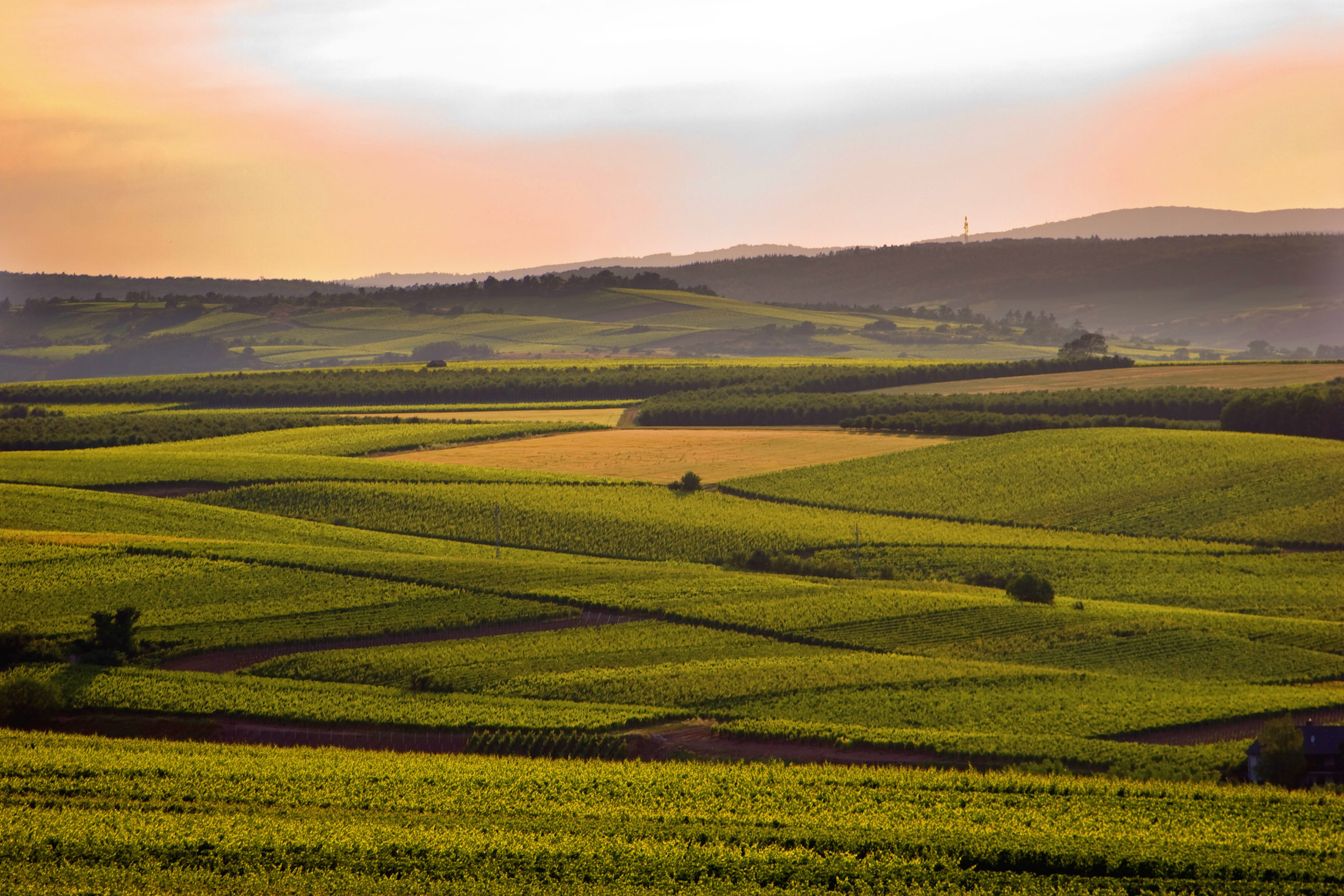 Rheinhessen Riesling