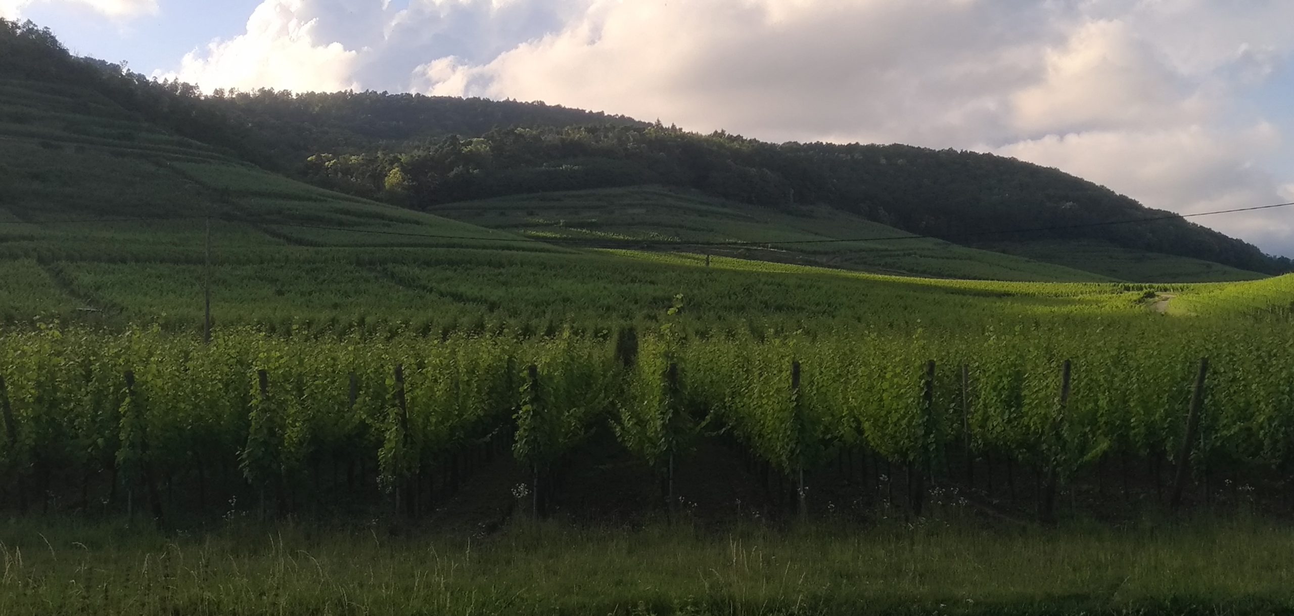 Fête du vin à Ribeauvillé