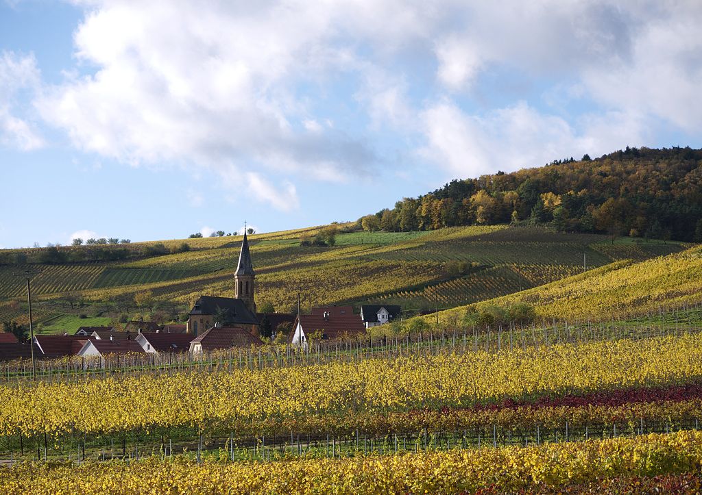 Pfalz Spätburgunder