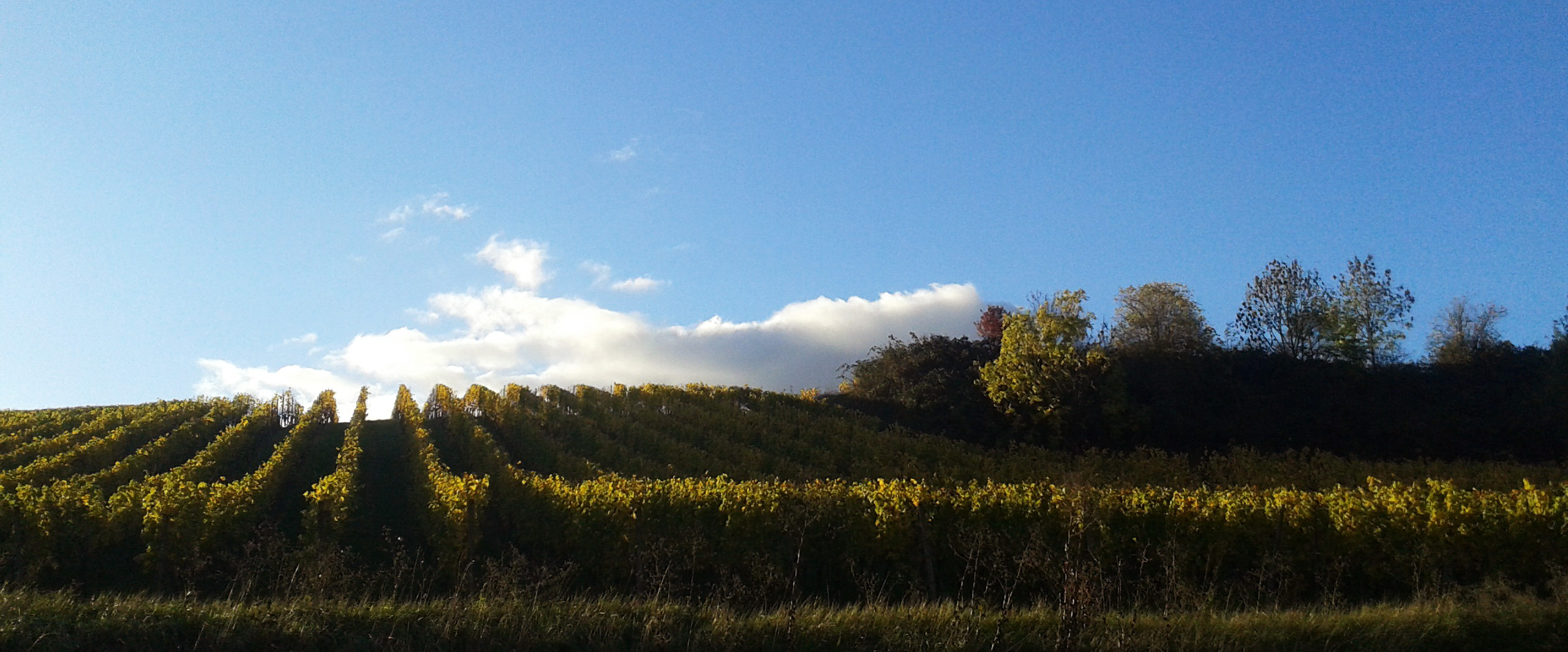 VDP Grosses Gewächs Rheinhessen