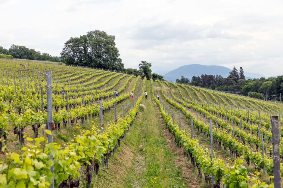 Vignoble de La Béroche