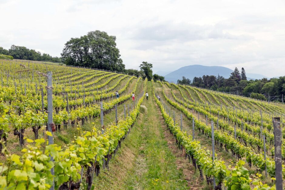 Vignoble de La Béroche