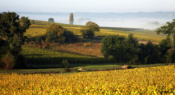 La Fleur des Pins 2016 - WP