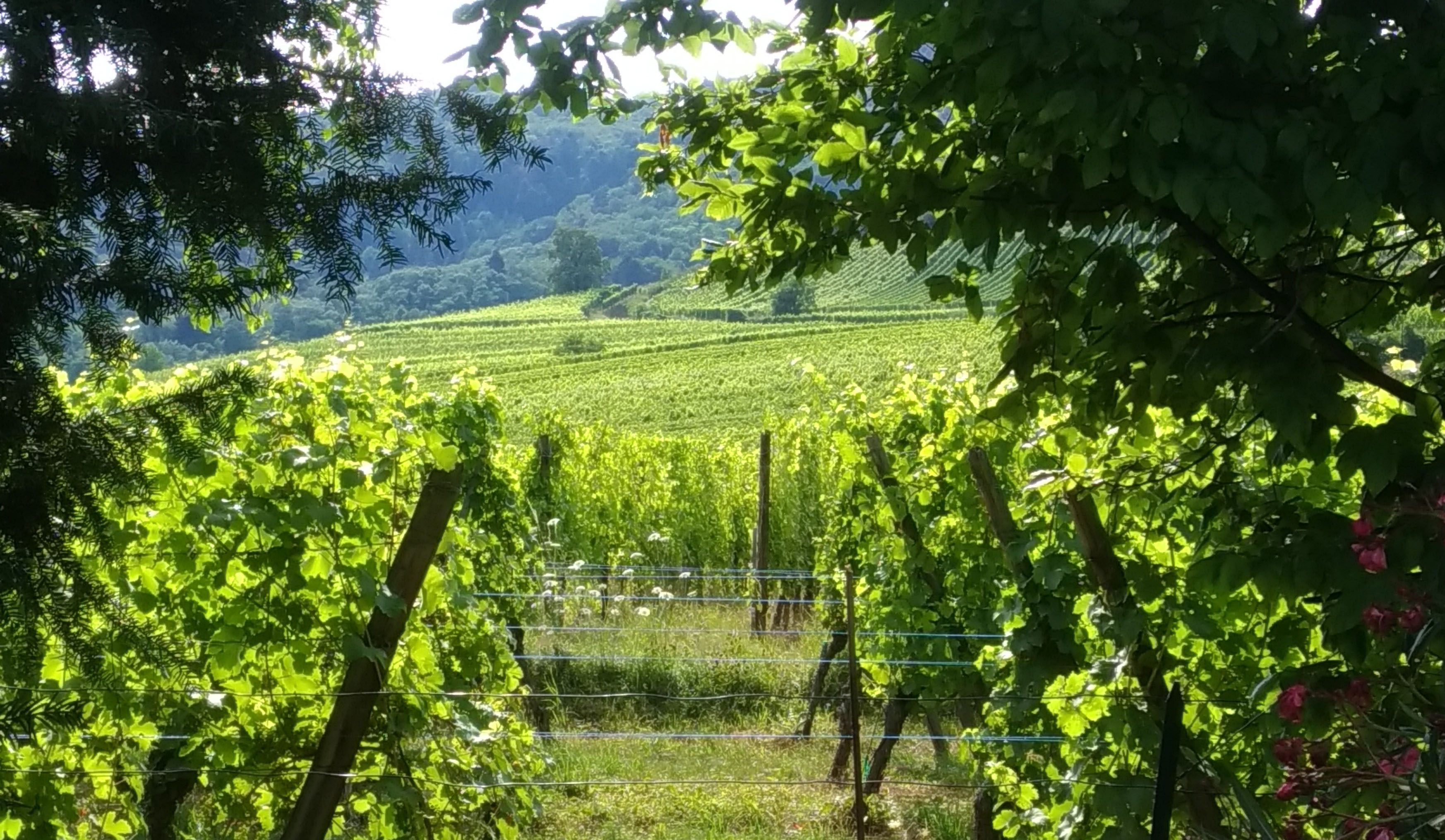 Pinot Noir Ribeauvillé
