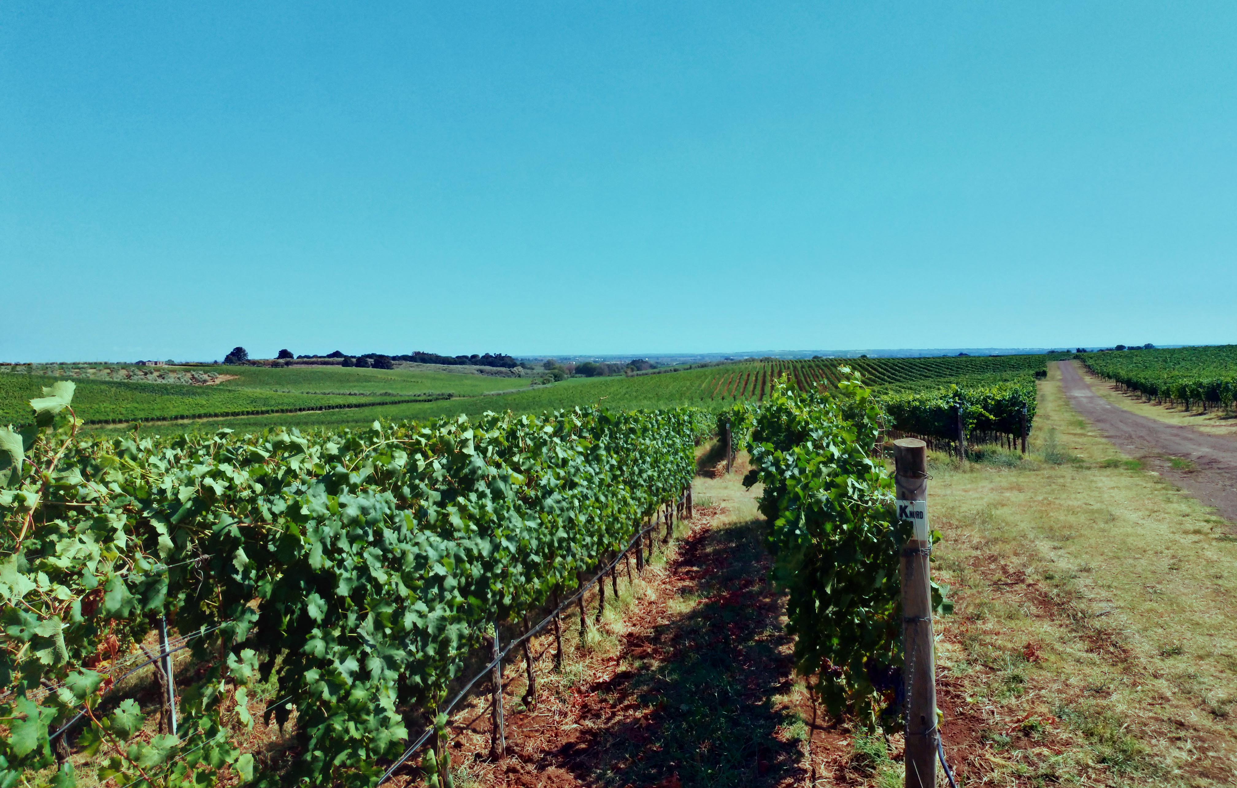 Ômina Romana - vignes