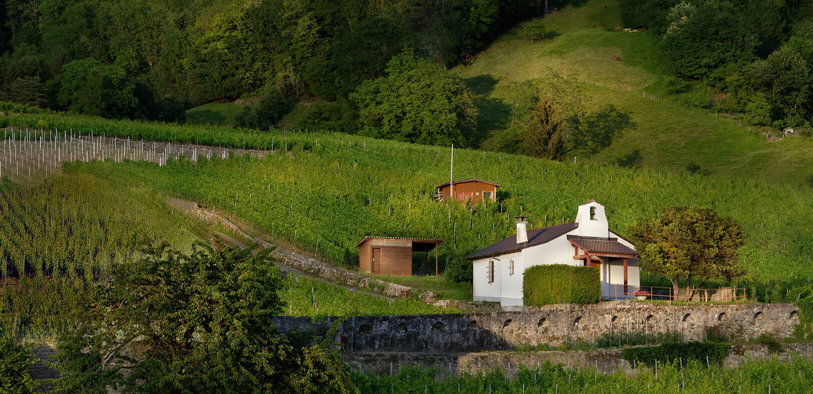 Domaine des Moines Serge Diserens - Crédit Photo : Philippe Kauer