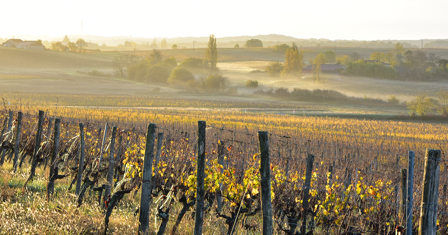 Vignobles Buffeteau - Vignes