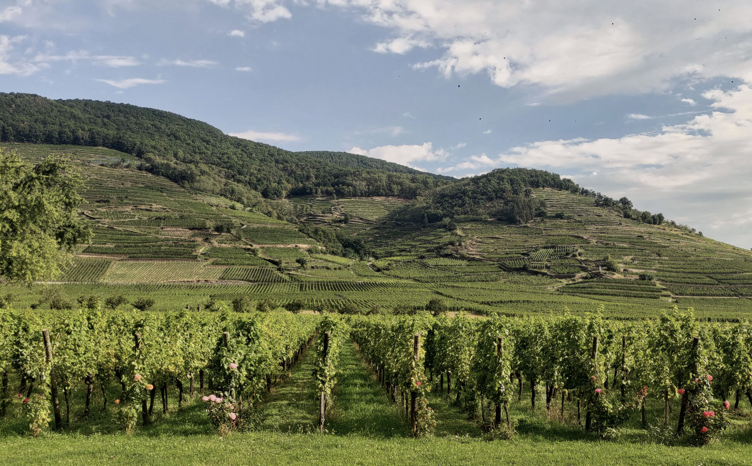 Tours des vins Alsace 2023 - yvesbeck.wine