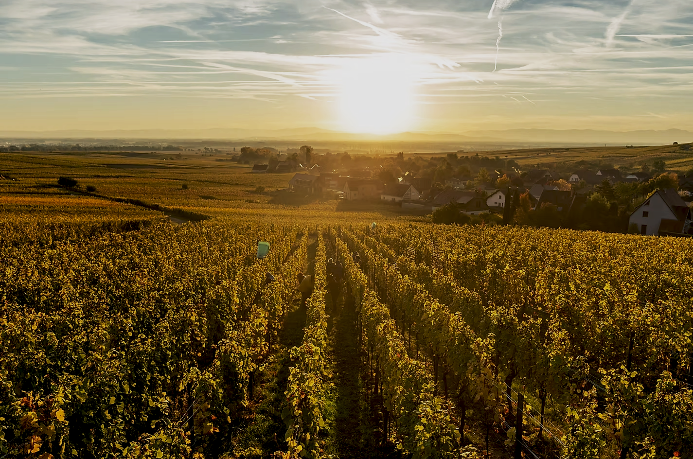 Clos Sainte Hune - yvesbeck.wine - © Trimbach