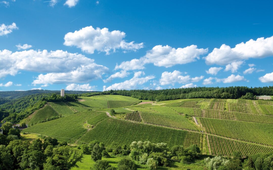 Weingut Robert Weil – 2024 in Augenhöhe mit 2023