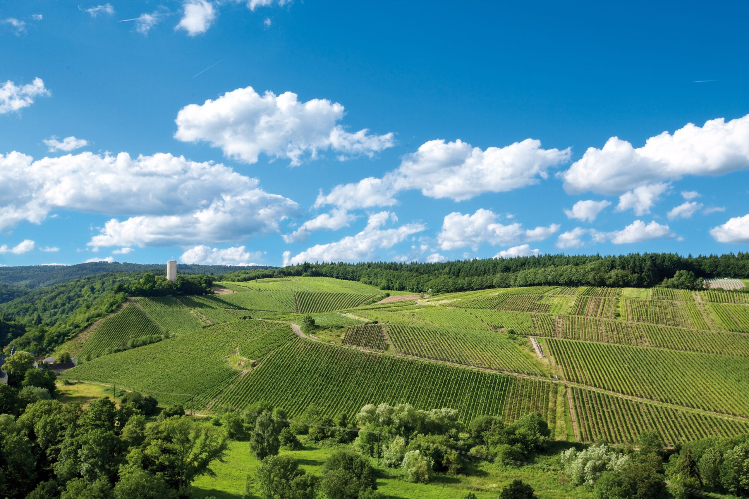 Kiedrich Gräfenberg Weingut Robert Weil - yvesbeck.wine - © Peter Quirin