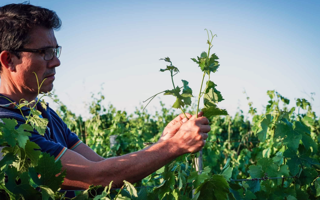 Haut-Goujon : de Twann à Lalande-de-Pomerol via Zurich