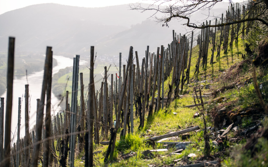 Deutschland Wein Tour 2026 – 541 Weine bewertet und eine Premiere