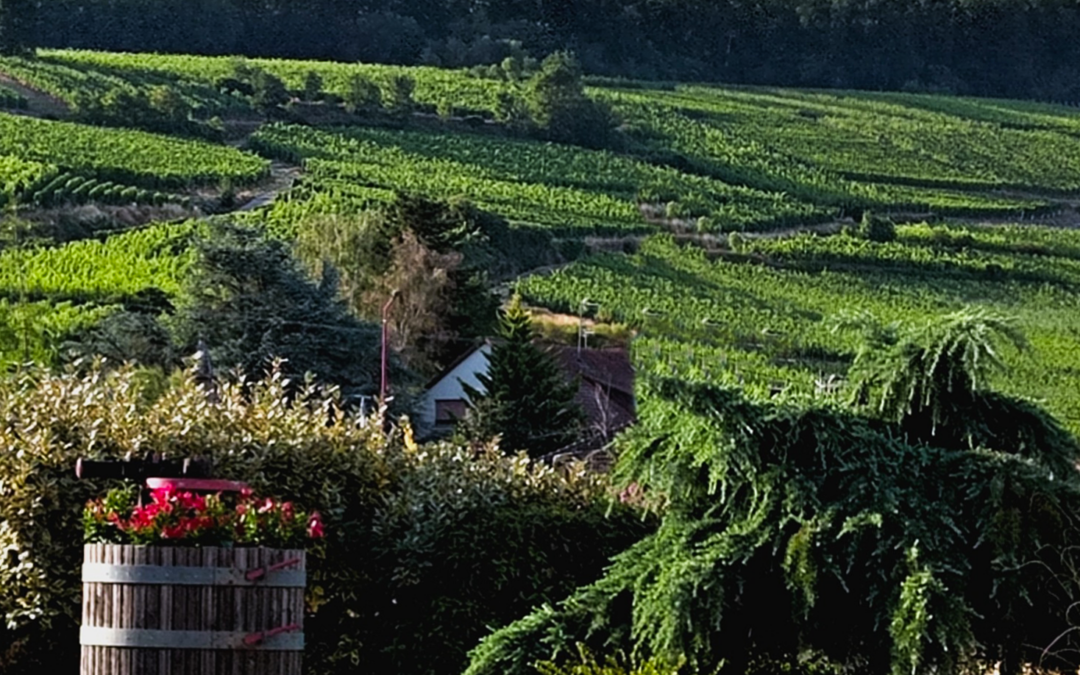 Spécial Vins Alsace 2026 – 416 vins commentés et notés par yvesbeck.wine
