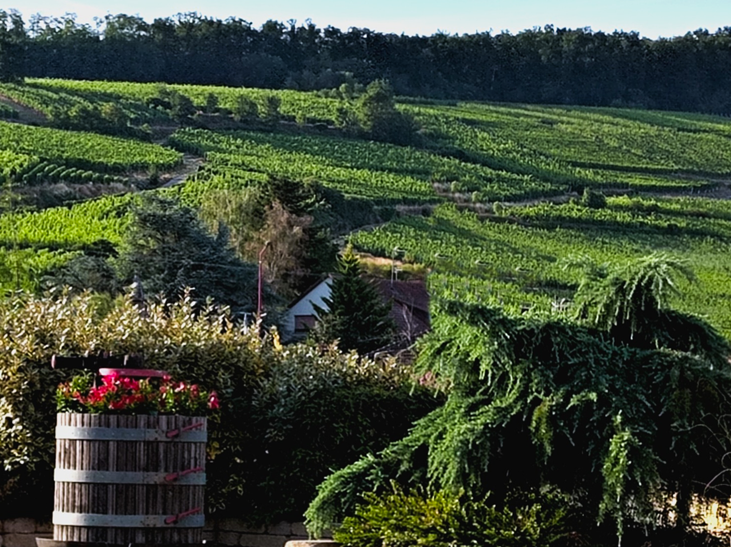 Spécial Vins Alsace 2026 yvesbeck.wine © Yves Beck